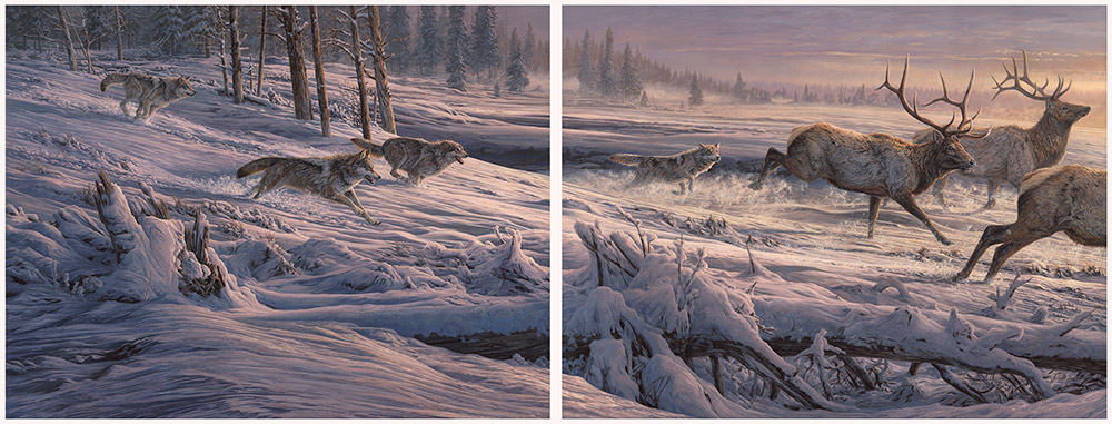 Large oil painting of Gray Wolves hunting Elk