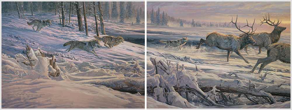 Diptych oil painting of Gray Wolves stampeding American Elk