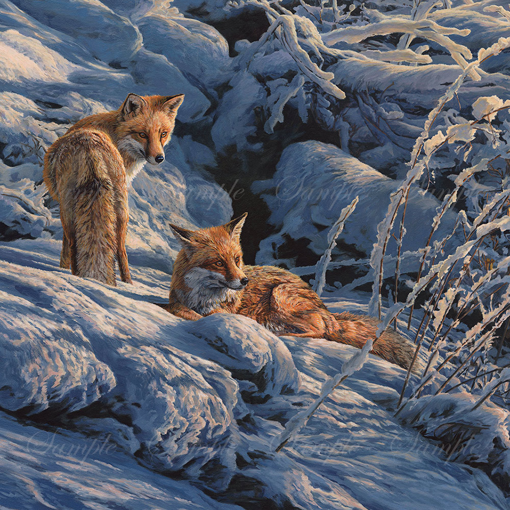 North American Red Foxes, Original oil painting by Martin Ridley - wildlife paintings