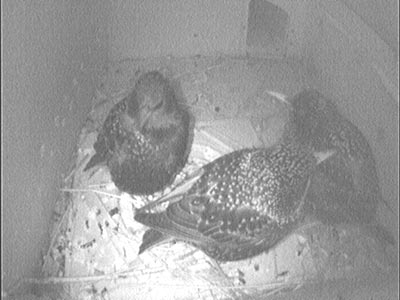 Three starlings in nest box positioned in the roof of the artist's studio