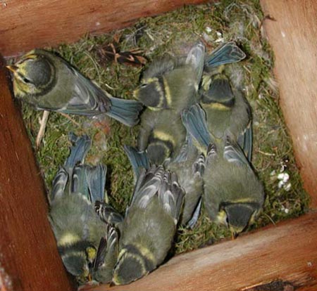 Blue Tits on the day of fledging