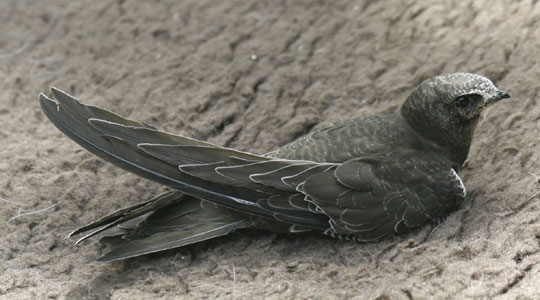 swift on the day of fledging