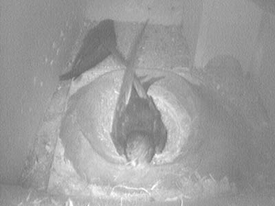 Two swifts in nest box positioned in the roof of the artist's workshop