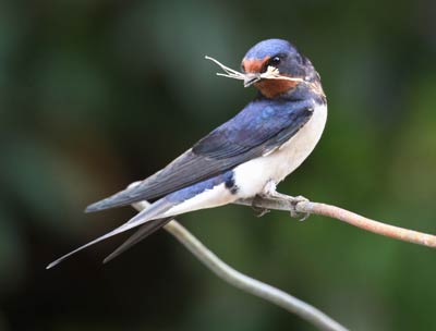 swallow with nest material